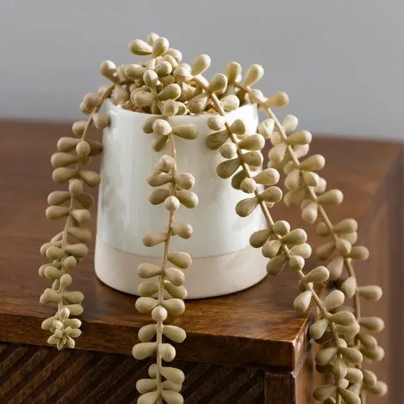 Artificial String of Pearls Plant - Cream, Ceramic