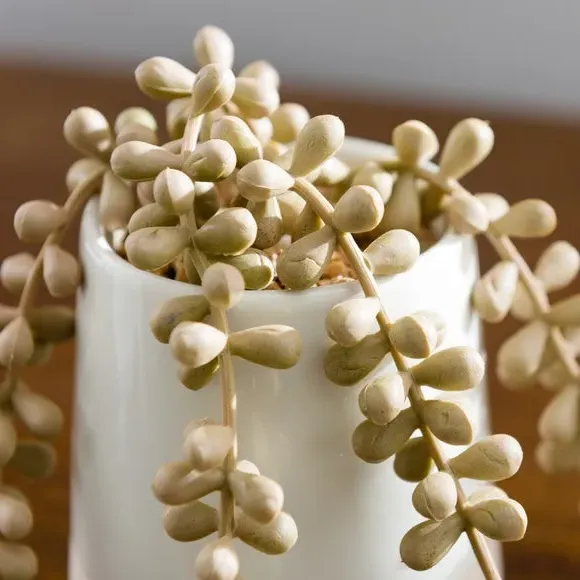 Artificial String of Pearls Plant - Cream, Ceramic