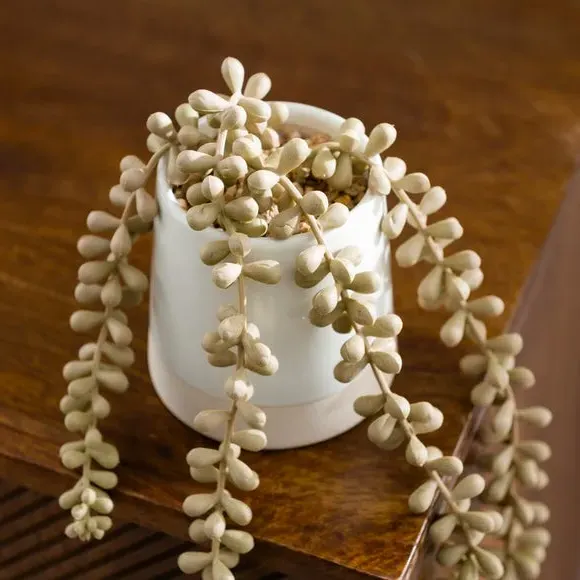Artificial String of Pearls Plant - Cream, Ceramic