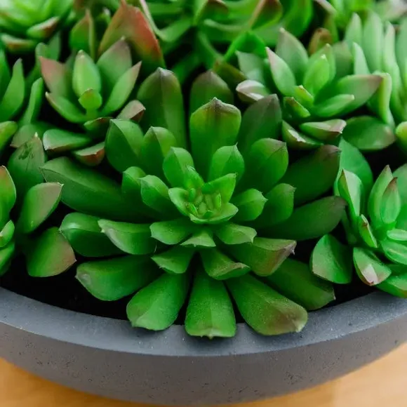 Artificial Succulent Arrangement - Grey, Cement