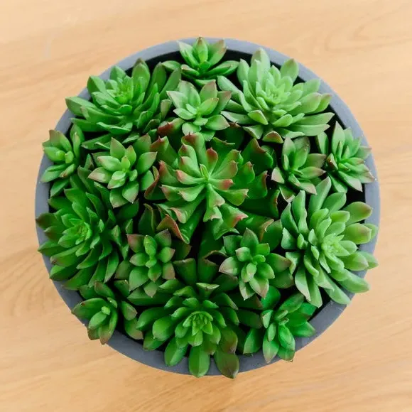 Artificial Succulent Arrangement - Grey, Cement