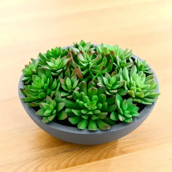 Artificial Succulent Arrangement - Grey, Cement