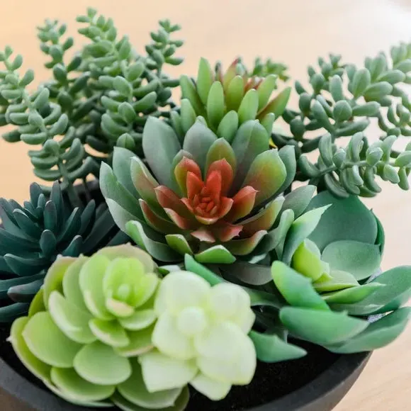 Artificial Succulent in Pot - Black