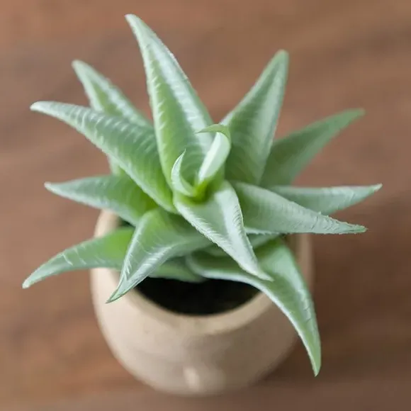 Artificial Succulent Plant - Cream, Face Pot