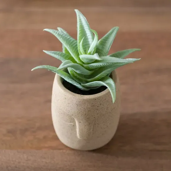 Artificial Succulent Plant - Cream, Face Pot