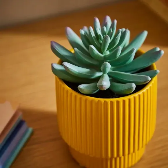 Artificial Succulent Plant - Ochre, Ceramic