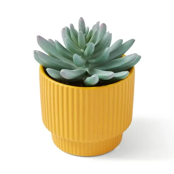 Artificial Succulent Plant - Ochre, Ceramic