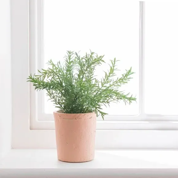 Artificial Thyme Plant - Green, Cement Pot
