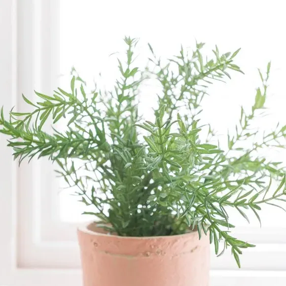 Artificial Thyme Plant - Green, Cement Pot