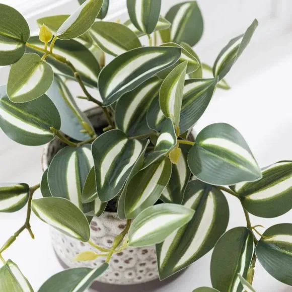 Artificial Tradescantia Plant - Cream, Ceramic