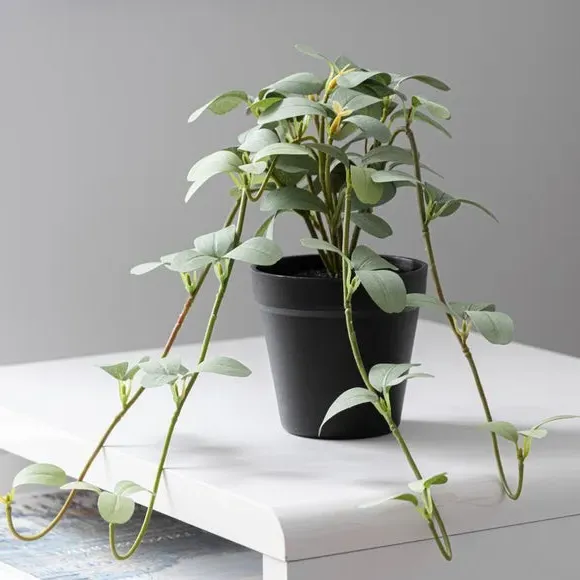Artificial Trailing Plant - Green, Black Pot