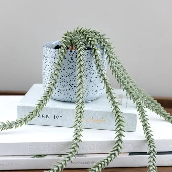 Artificial Trailing Sedum Plant - Blue, Ceramic