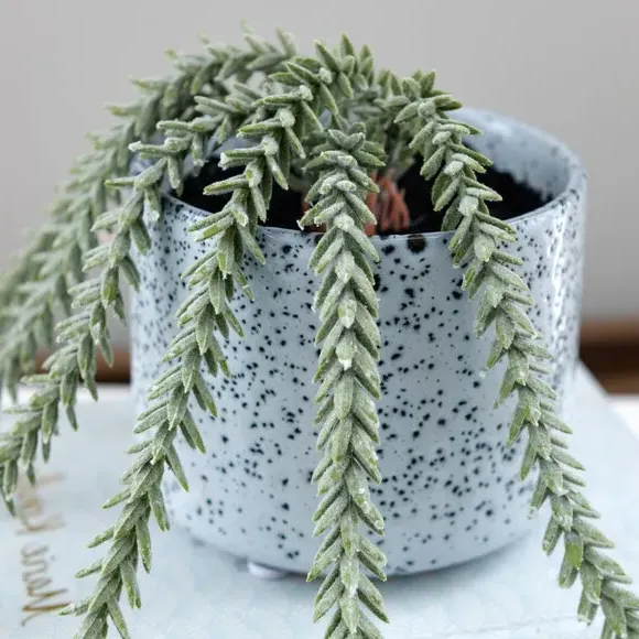 Artificial Trailing Sedum Plant - Blue, Ceramic