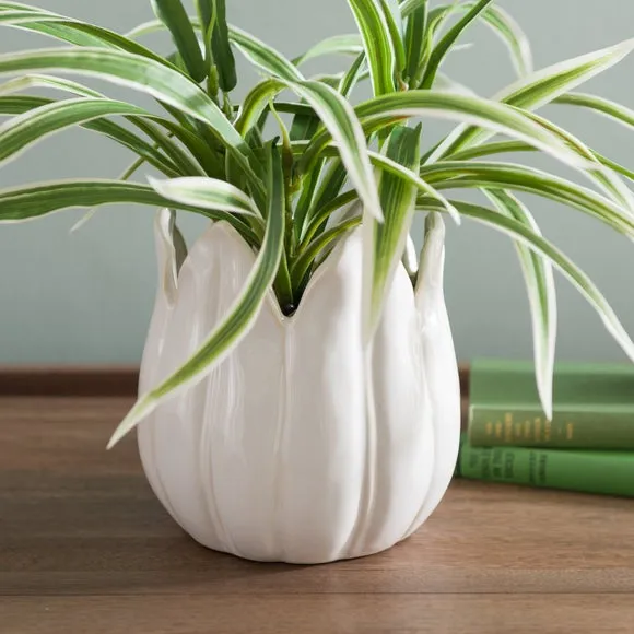 Artificial Yucca Plant - White, Ceramic Pot