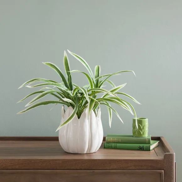 Artificial Yucca Plant - White, Ceramic Pot image