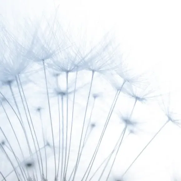 Dandelion Wall Mural - Blue