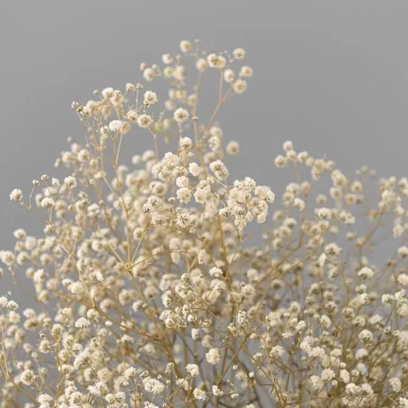 Dried Gypsophila Bouquet - White, Natural