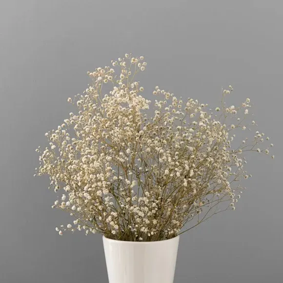 Dried Gypsophila Bouquet - White, Natural