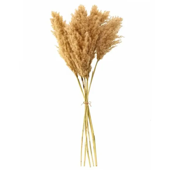 Dried Pampas Grass Bouquet - Natural
