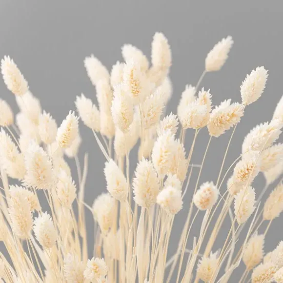 Dried Phalaris Bouquet - Cream