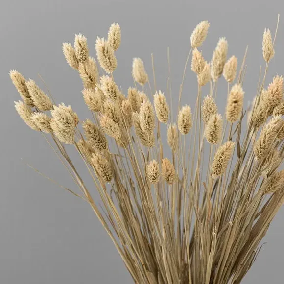 Dried Phalaris Bouquet - Natural