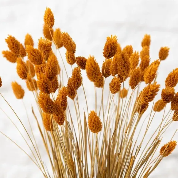 Dried Phalaris Bouquet - Ochre