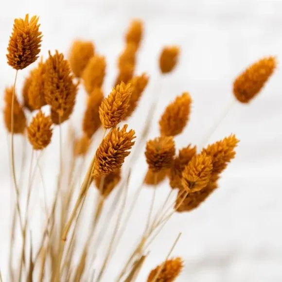 Dried Phalaris Bouquet - Ochre