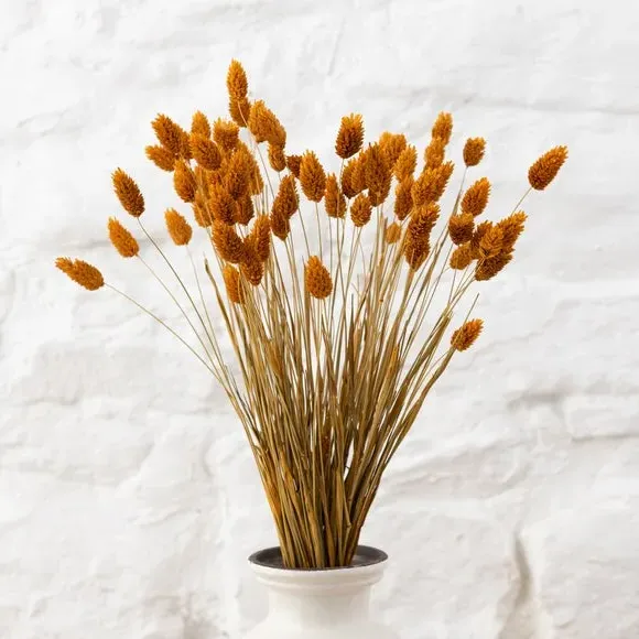Dried Phalaris Bouquet - Ochre