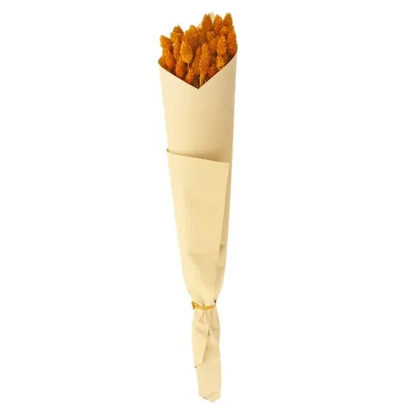 Dried Phalaris Bouquet - Ochre