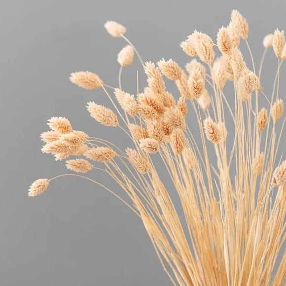 Dried Phalaris Bouquet - Pink