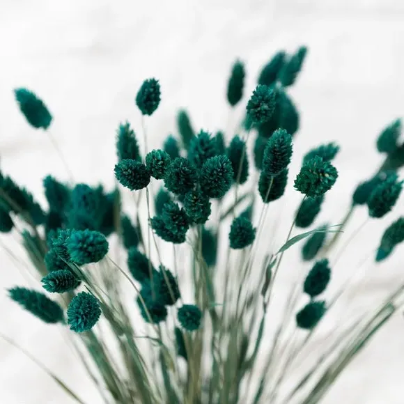 Dried Phalaris Bouquet - Teal