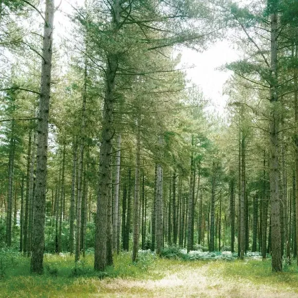 Forest Wilderness Wall Mural - Green, Non-Woven