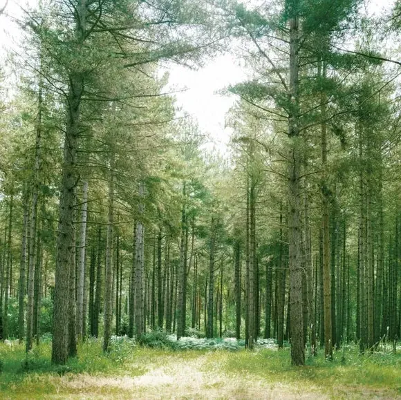 Forest Wilderness Wall Mural - Green, Non-Woven