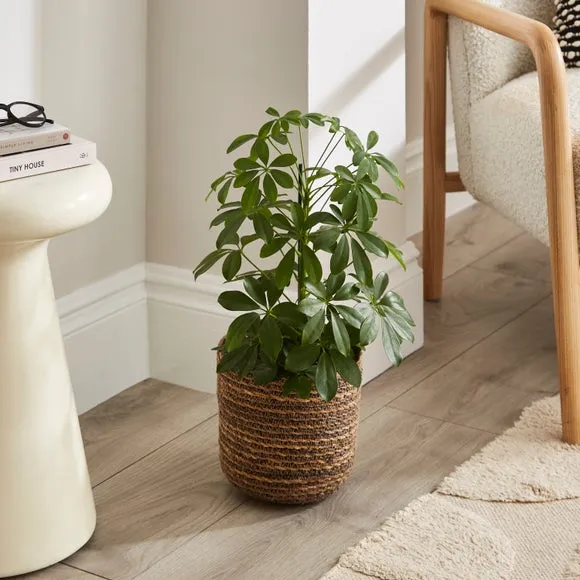 Hand Woven Plant Pot - Brown, Seagrass