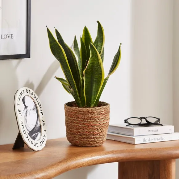 Hand Woven Plant Pot - Orange, Seagrass