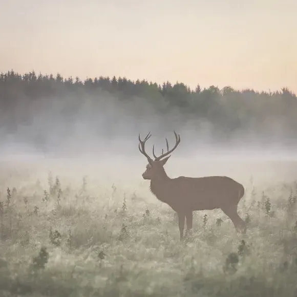Stag Design Wall Mural - Natural, Non-Woven
