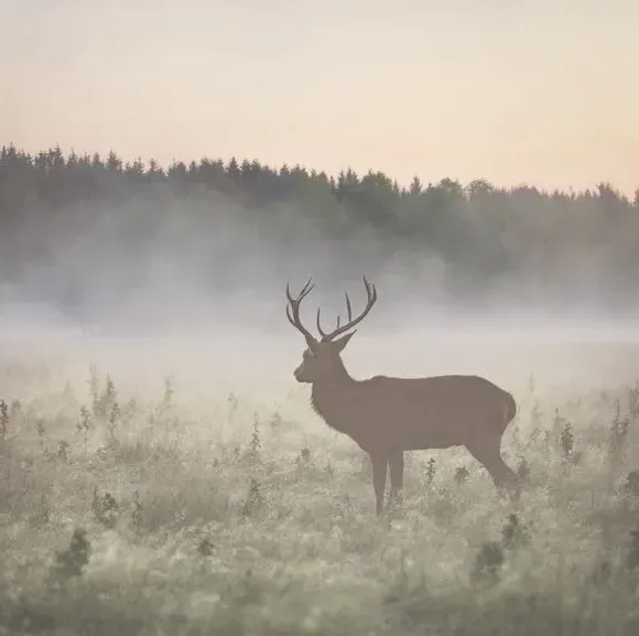 Stag Design Wall Mural - Natural, Non-Woven