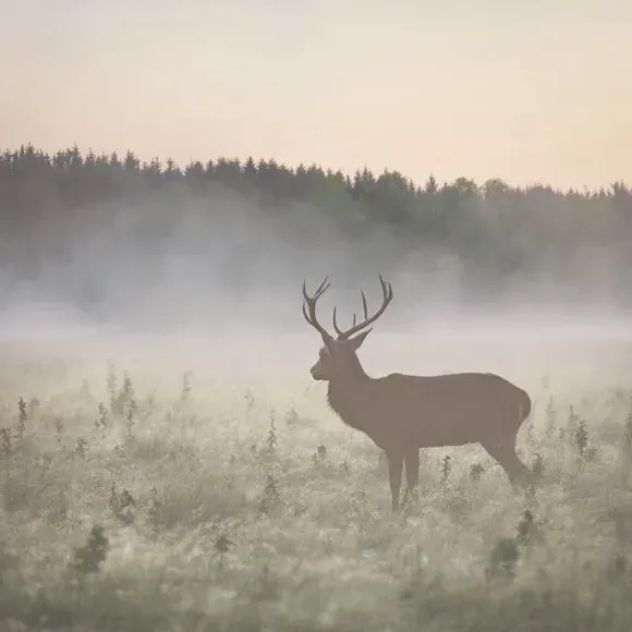 Stag Design Wall Mural - Natural, Non-Woven
