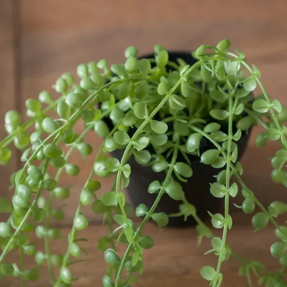 Trailing Artificial Plant - Green, Plastic