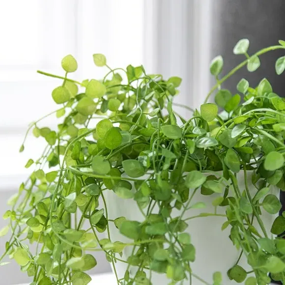 Trailing Artificial Plant - Green, White Pot