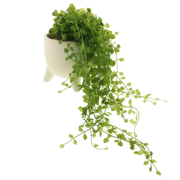 Trailing Artificial Plant - Green, White Pot