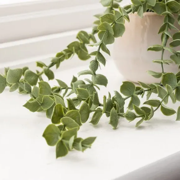Trailing Eucalyptus Plant with Pot - Green