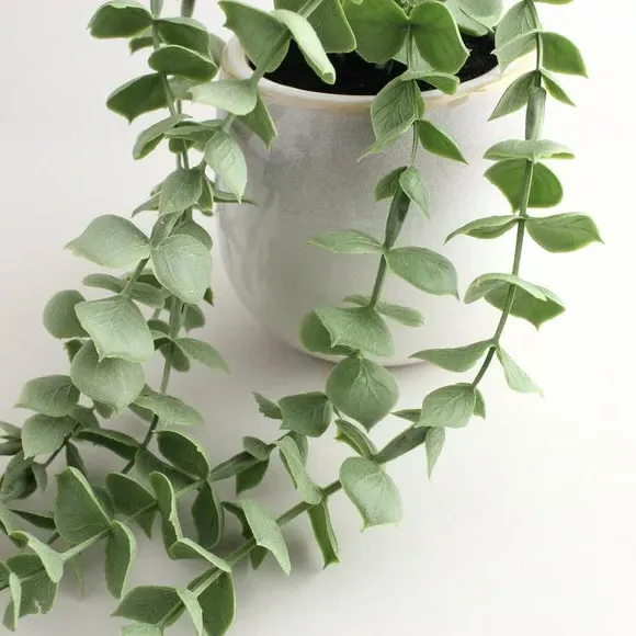 Trailing Eucalyptus Plant with Pot - Green