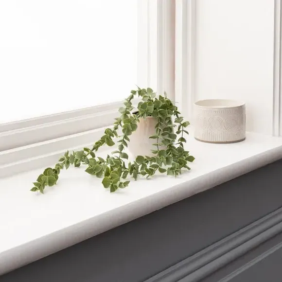 Trailing Eucalyptus Plant with Pot - Green image