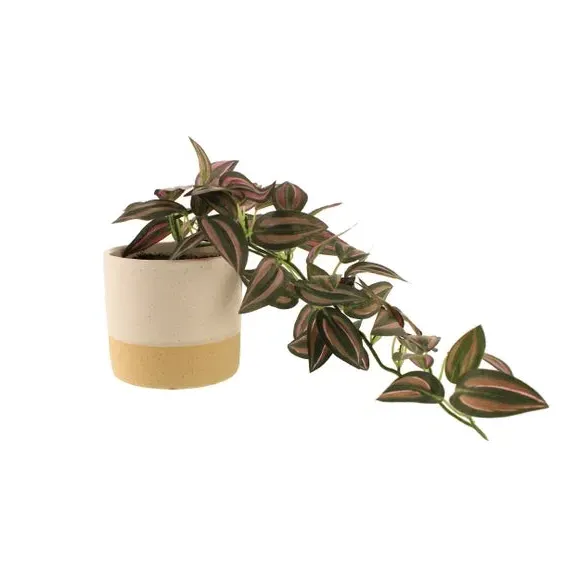 Trailing Plant in Pot - Natural, Ceramic