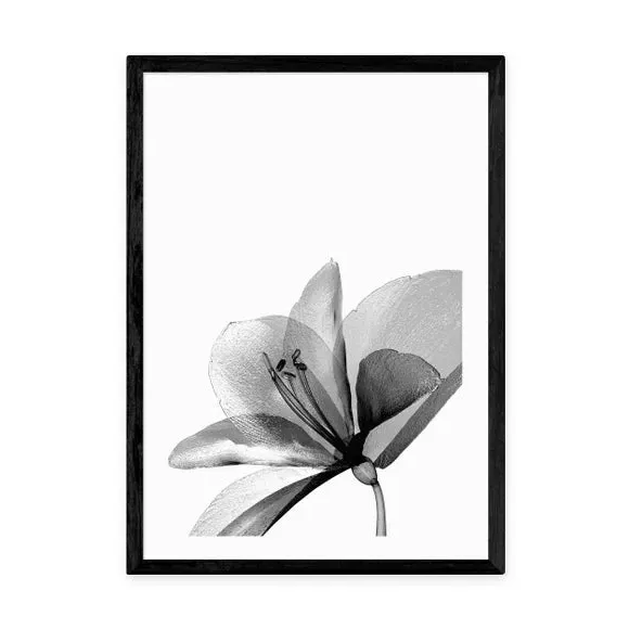 Amaryllis Floral Wall Print - Black