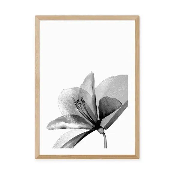 Amaryllis Floral Wall Print - Black