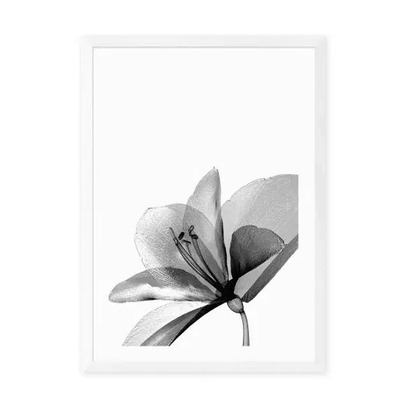 Amaryllis Floral Wall Print - Black