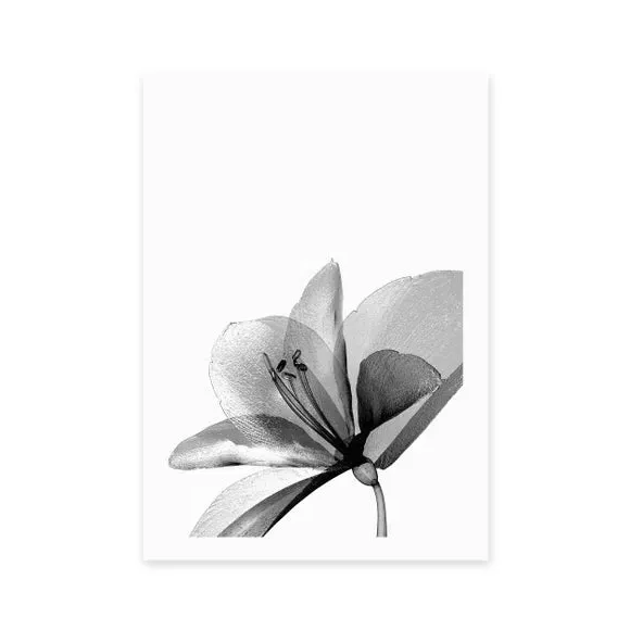 Amaryllis Floral Wall Print - Black