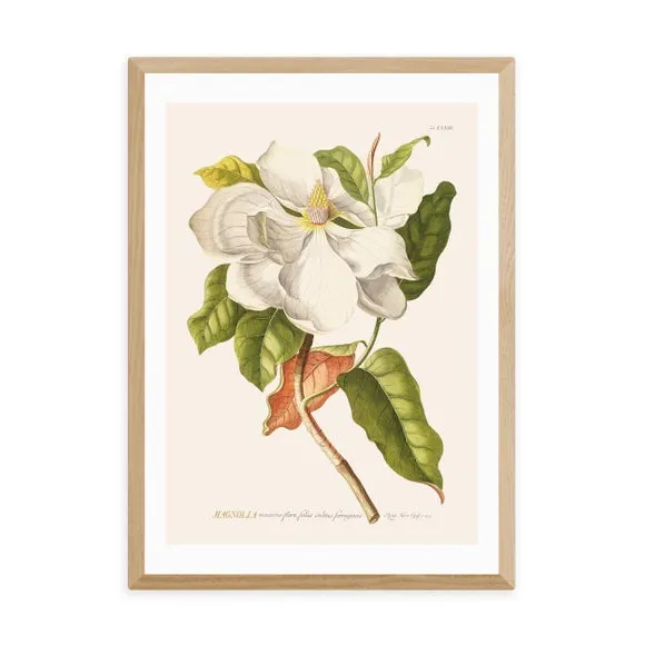 Magnolia Wall Print - Multicolor, Paper